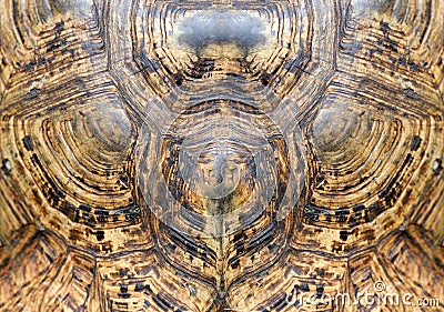 Turtle carapace Stock Photo