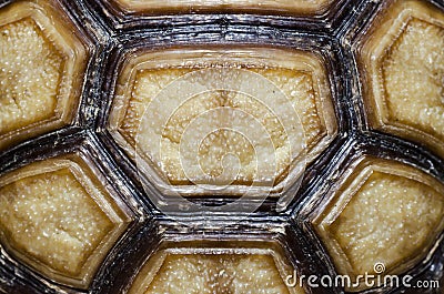 Turtle Carapace closed up picture. Stock Photo