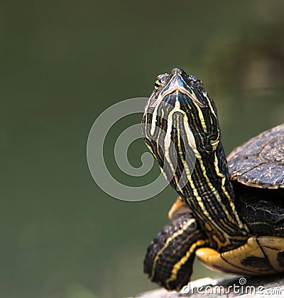 Turtle close-up Stock Photo