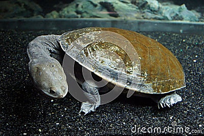 Turtle closeup Stock Photo