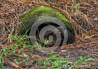 Turtle coming out of hibernation Stock Photo