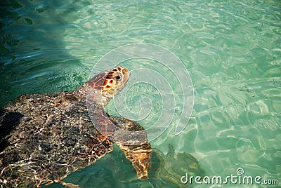 Turtle coming out of the water Stock Photo