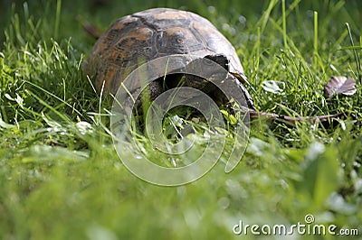 Turtle creeps on the green meadow Stock Photo