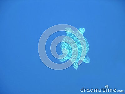 Turtle in Deep Blue Stock Photo