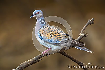 Turtle dove on branch Stock Photo