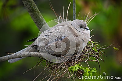 Turtle dove nesting Stock Photo