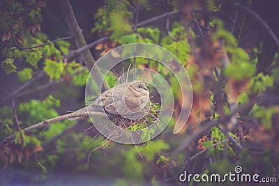 Turtle dove nesting Stock Photo