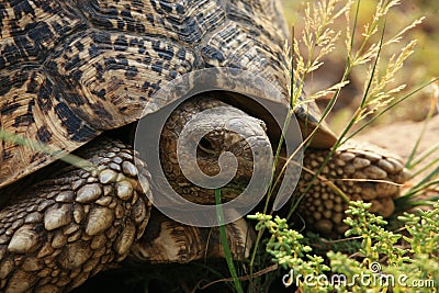 Turtle by feeding Stock Photo