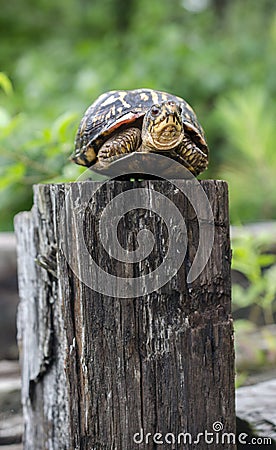 Turtle on a Fence Post Stock Photo