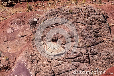 Turtle fossil in clay at Torotoro, Bolivia Stock Photo