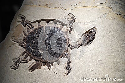 Turtle fossil - details Stock Photo