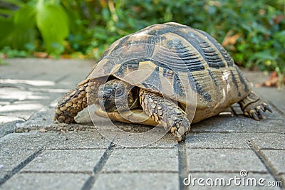 Turtle in the garden Stock Photo