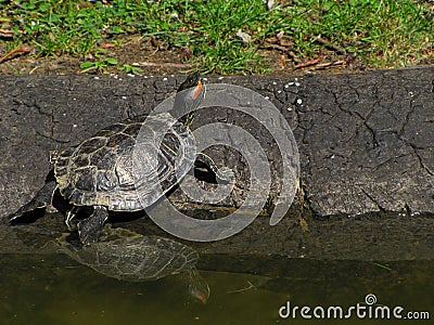 Turtle going out from the water in the park Stock Photo