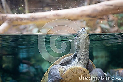 Turtle going up to breathe in aquarium Stock Photo