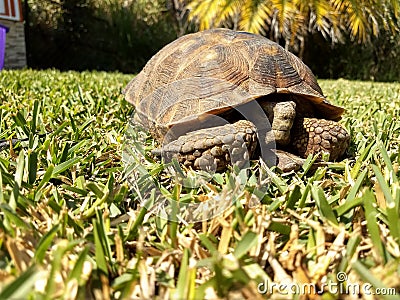 Turtle gopherus berlandieri Stock Photo