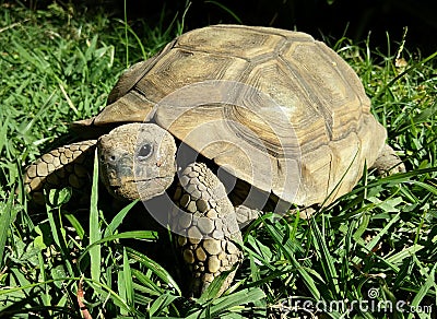 Turtle Stock Photo