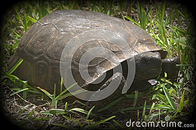 Turtle in grass Stock Photo