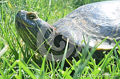 Turtle in Grass Stock Photo