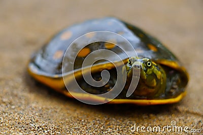 Turtle on the ground. Stock Photo