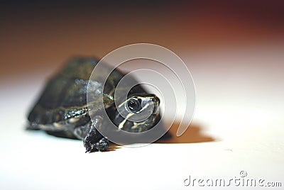 Turtle hatchling Stock Photo