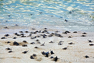 Turtle Hatchlings Stock Photo