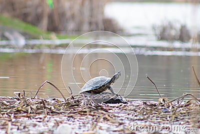 The turtle is heated on a log. Stock Photo