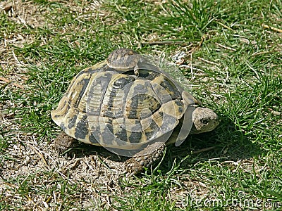 Turtle and her baby Stock Photo