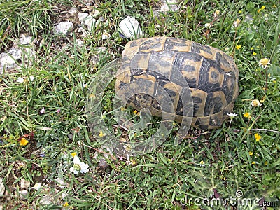 Turtle Hiding in His Shell Stock Photo