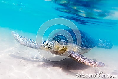 Turtle at Hikkaduwa beach Stock Photo