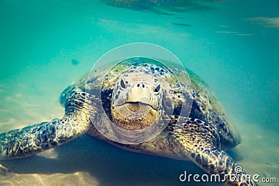 Turtle at Hikkaduwa beach Stock Photo