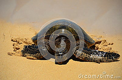 Turtle Laniakea Beach Hawaii Stock Photo