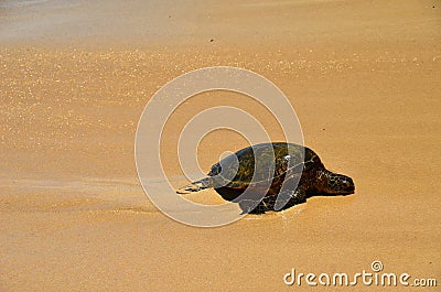Turtle Laniakea Beach Hawaii Stock Photo