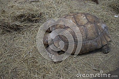 Turtle Stock Photo