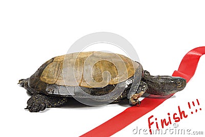 Turtle leader finishes Stock Photo