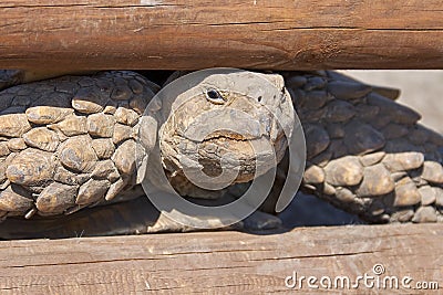 Turtle looks out between a wooden fence Stock Photo