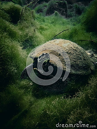 A turtle feeds on the overgrown algae underwater in the clear blue waters of Royal Springs, Suwannee County, Florida Stock Photo