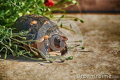 Turtle Mediterranean Greece Stock Photo