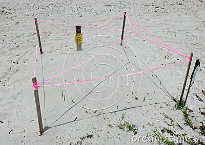 Turtle Nest on Key Biscayne Editorial Stock Photo