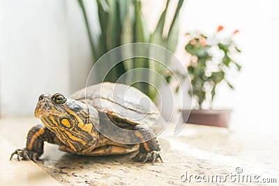 Turtle with Plants Background Stock Photo