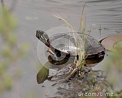 Turtle Photo Stock. Painted turtle on a log in the pond with lily pads displaying its turtle shell, head, paws in its environment Stock Photo