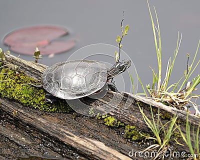 Turtle Photo Stock. Painted turtle on a log in the pond with lily pads, moss and displaying its turtle shell, head, paws in its Stock Photo