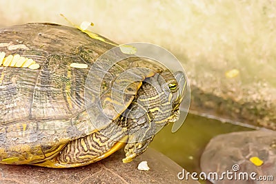 Turtle in pond Stock Photo