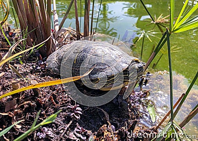 Turtle at the pond. Stock Photo