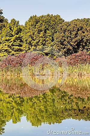 Turtle Pond Reflections Stock Photo