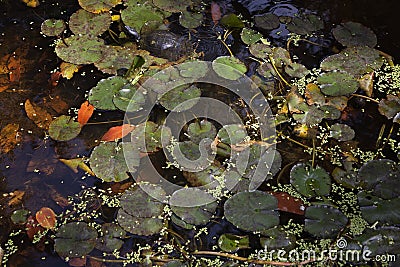 Turtle in a pond Stock Photo