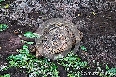 Turtle in Prison Island of Zanzibar, Tanzania Stock Photo