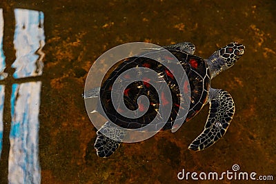 Giant rare turtle with red dot shield in the water Stock Photo