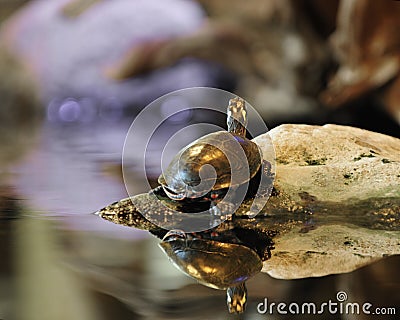 Turtle Reflections Stock Photo