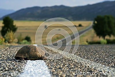 Turtle on the road Stock Photo