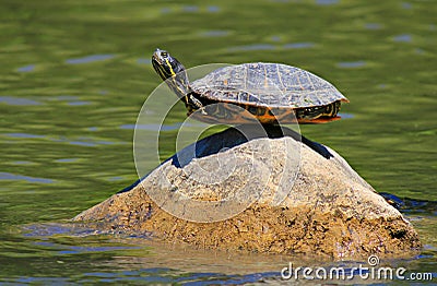 Turtle on the rock Stock Photo